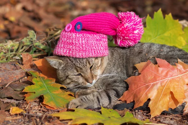 Retrato de gato en jardín de otoño —  Fotos de Stock