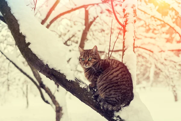 Gato en el árbol — Foto de Stock