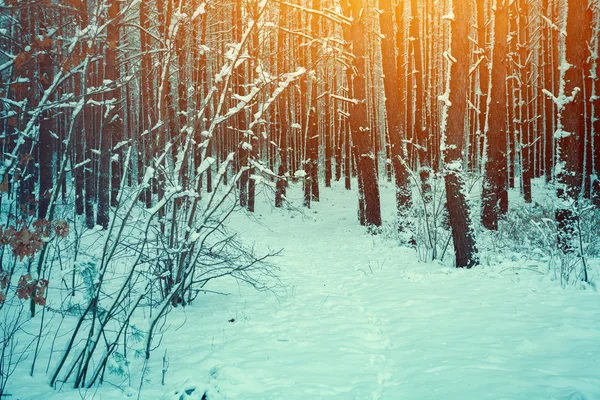 Mattina nella foresta invernale — Foto Stock