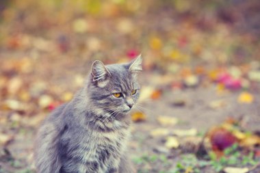 Sonbahar Bahçe de küçük kedi portresi