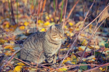 Sonbahar bahçe en rahatlatıcı kedi