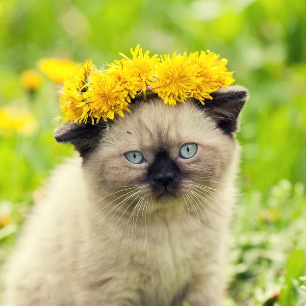 Little kitten crowned chaplet from the dandelion — Stock Photo, Image