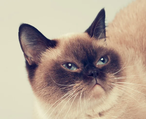 Portrain av Siamesisk katt — Stockfoto