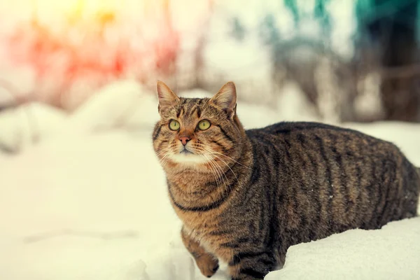 走在雪花中的猫 — 图库照片