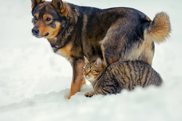 Katt och hund är de bästa vännerna — Stockfoto