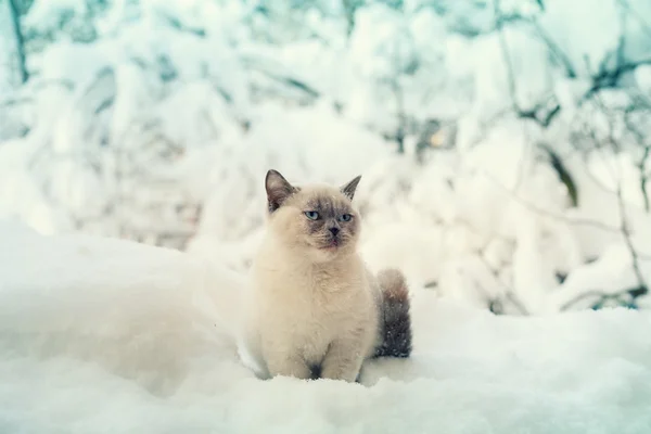 Kočka sedí ve sněhu — Stock fotografie