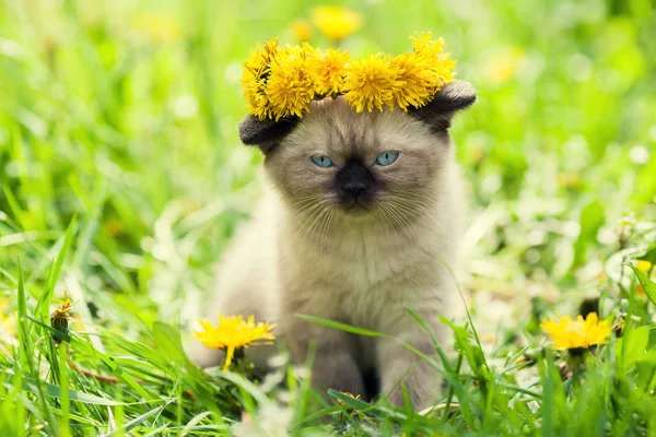 Kleines Kätzchen gekrönt Blumenkranz — Stockfoto