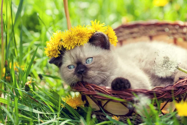 Pequeño gatito coronada flor chaplet — Foto de Stock