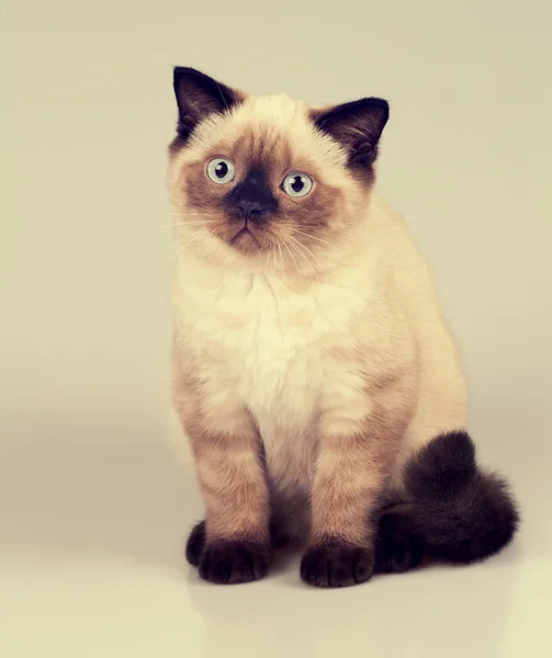 Portrait of cute little kitten — Stock Photo, Image