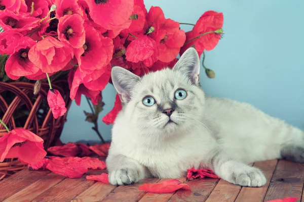 Gato con flores de amapolas —  Fotos de Stock