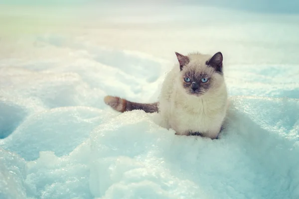 Gatto seduto nella neve — Foto Stock