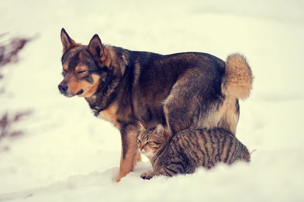 Katt och hund är de bästa vännerna — Stockfoto
