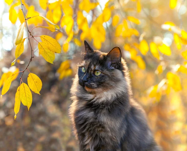 Kedi sonbahar portresi — Stok fotoğraf