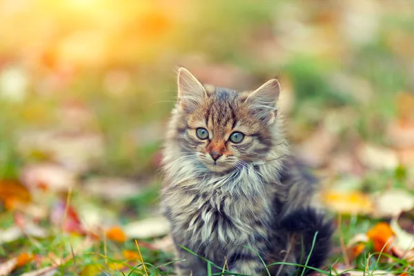 Lilla kattunge på gräset med nedfallna löv — Stockfoto