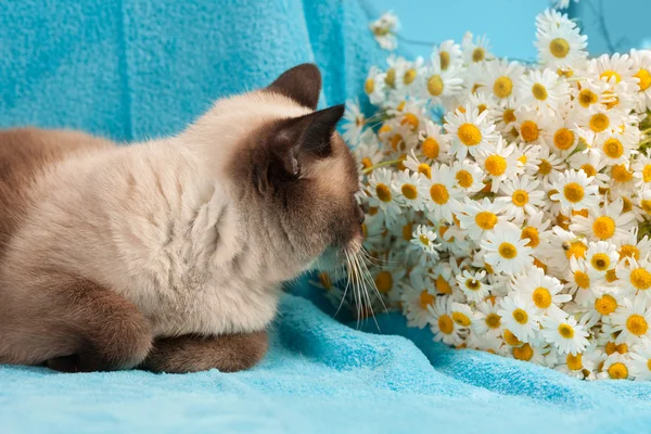 Katze schnüffelt Blumen — Stockfoto