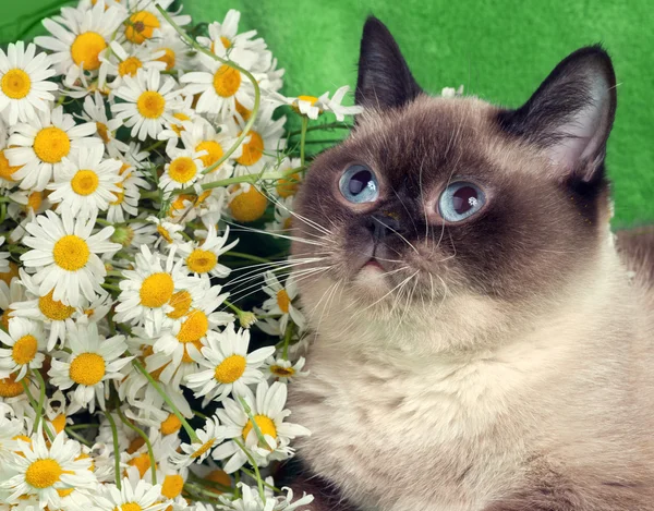 Porträtt av katt med blommor — Stockfoto