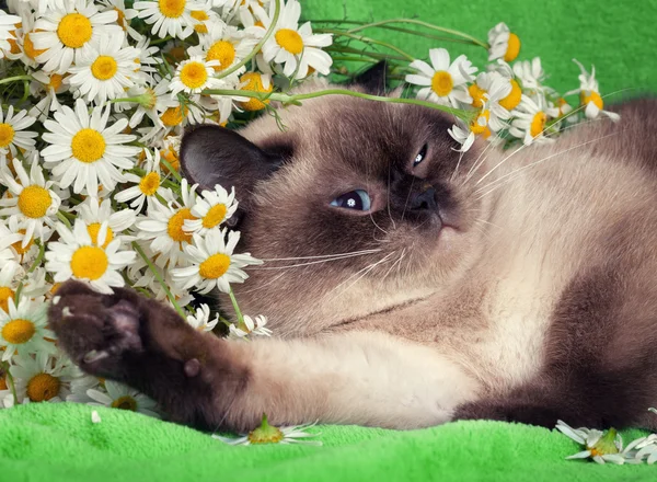 Портрет кота с цветами — стоковое фото