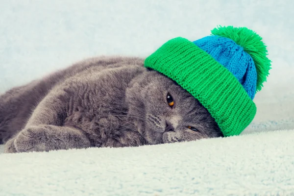 Kotek w czapka — Zdjęcie stockowe