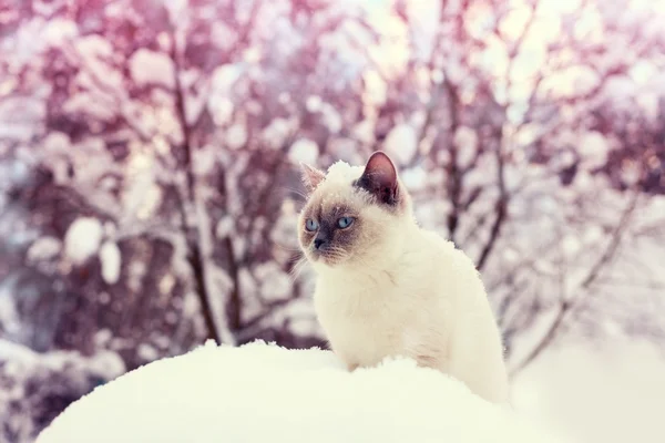 Emplacement des chats dans la neige — Photo