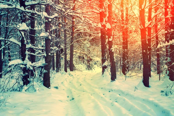 Ліс вкритий снігом — стокове фото