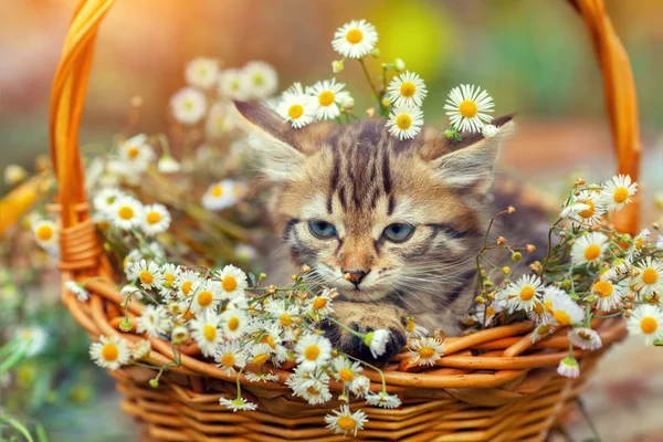 Pequeno gatinho sentado na cesta — Fotografia de Stock