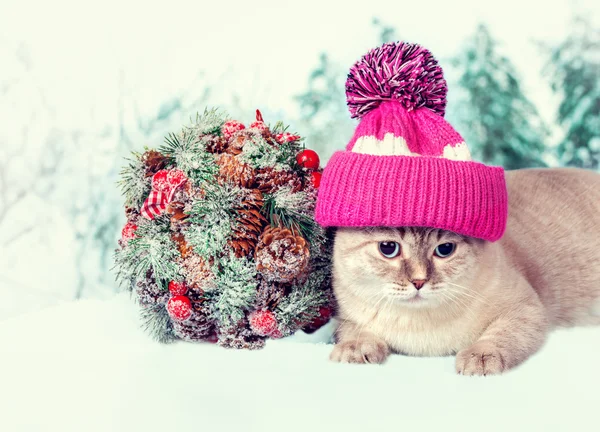 Cat with Kissing Bough — Stock Photo, Image