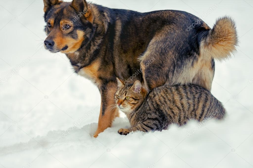 Cat and dog are the best friends