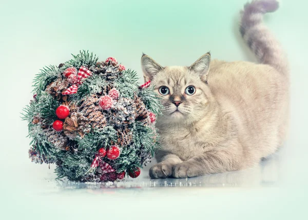 Cat with Kissing Bough — Stok Foto