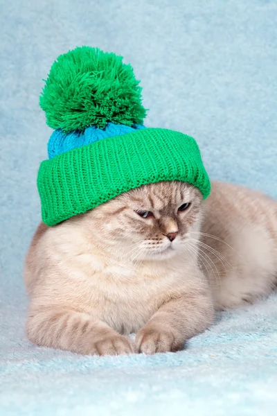 Gato con gorra de punto — Foto de Stock