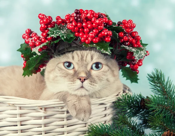 Portrét kočky s zelený vánoční věnec — Stock fotografie