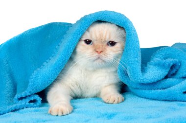 Mavi battaniye altında küçük kedi yavrusu