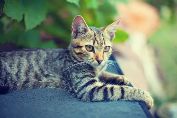 Porträtt av kattunge utomhus — Stockfoto