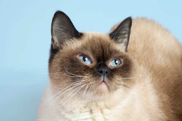 Portrait of siamese cat; Stock Photo