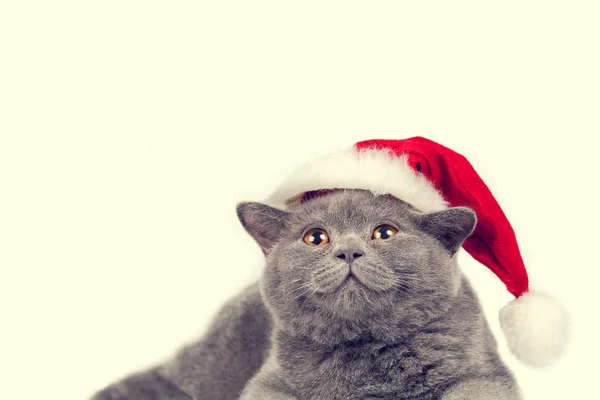 Modré britské kotě klobouk Santa — Stock fotografie