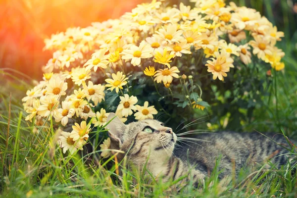 Katt avkopplande på blomma gräsmatta — Stockfoto