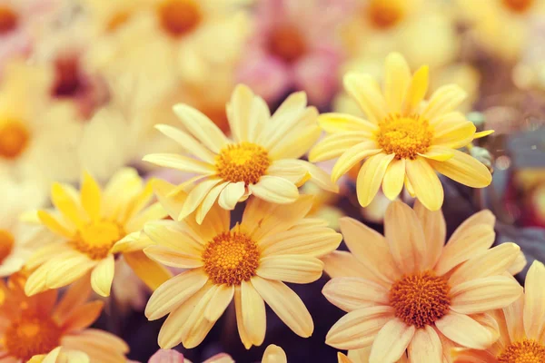 Wilde chamomile flowers — Stock Photo, Image