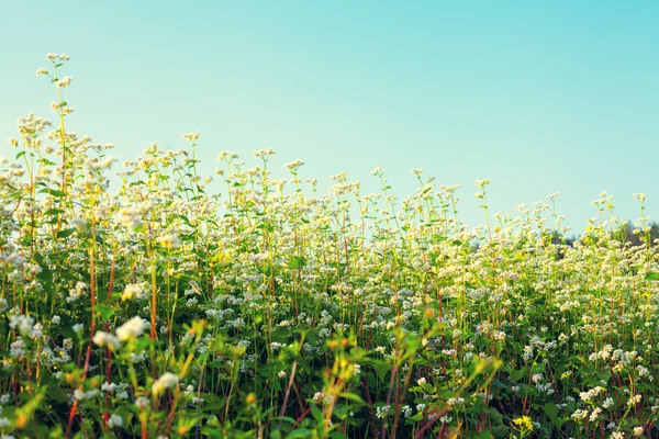 Campo de trigo sarraceno con flores —  Fotos de Stock