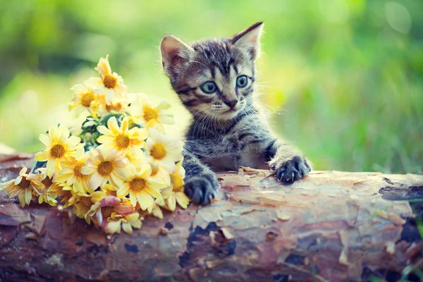 Lilla kattunge på trä hake — Stockfoto