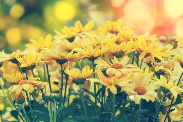 Винтажные ромашковые цветы — стоковое фото