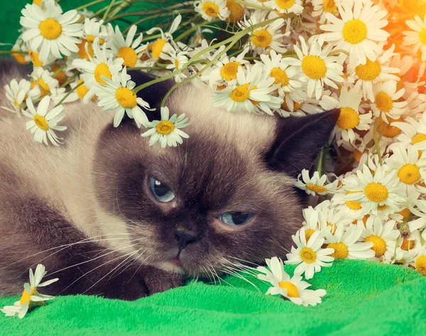 Porträt einer Katze mit Blumen — Stockfoto