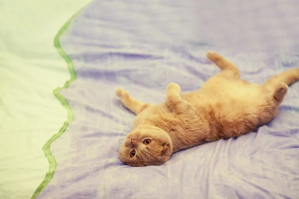 Кошка, лежащая на одеяле — стоковое фото