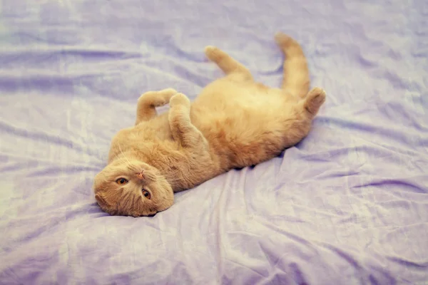 Cat lying on a blanket — Stock Photo, Image