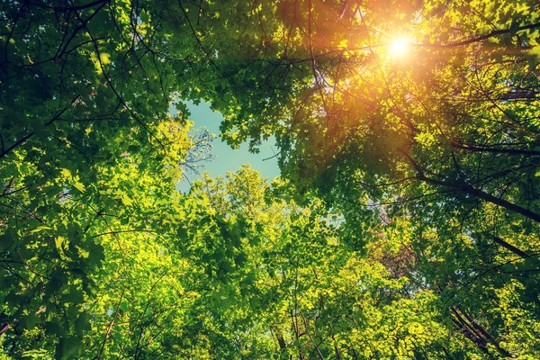 Frame from tree tops — Stock Photo, Image