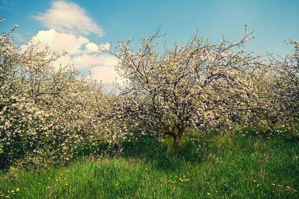 Paesaggio Primaverile Meli Fiore Nel Frutteto — Foto Stock