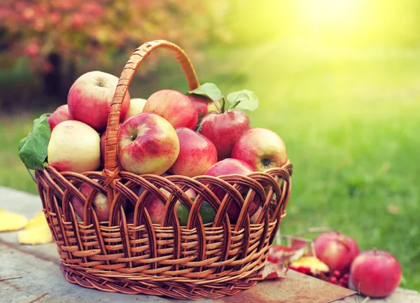 Panier avec des pommes sur l'herbe — Photo