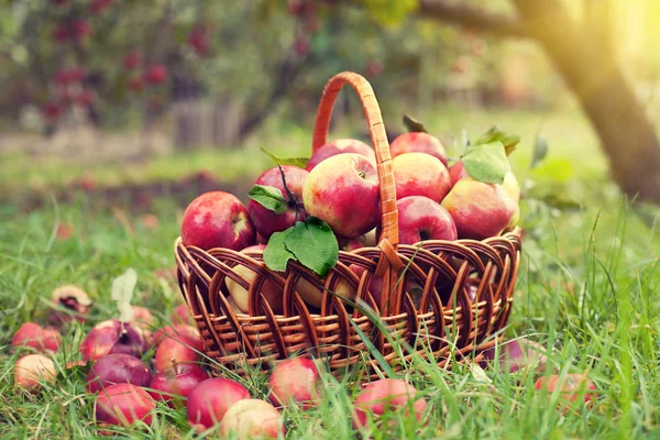 Panier avec des pommes sur l'herbe — Photo