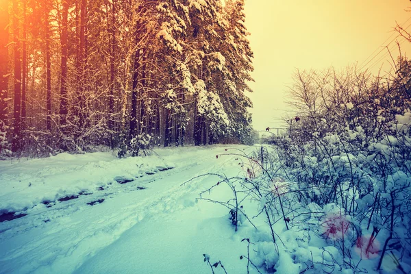 Winter rural landscape — Stock Photo, Image