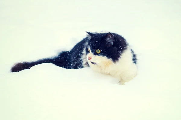 Cat walking in snow — Stock Photo, Image