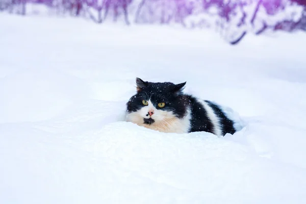 Katt promenader i snö — Stockfoto