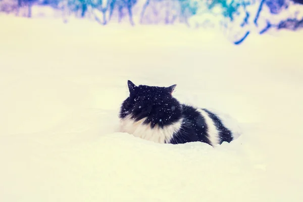 Svart Och Vit Katt Djup Snö — Stockfoto